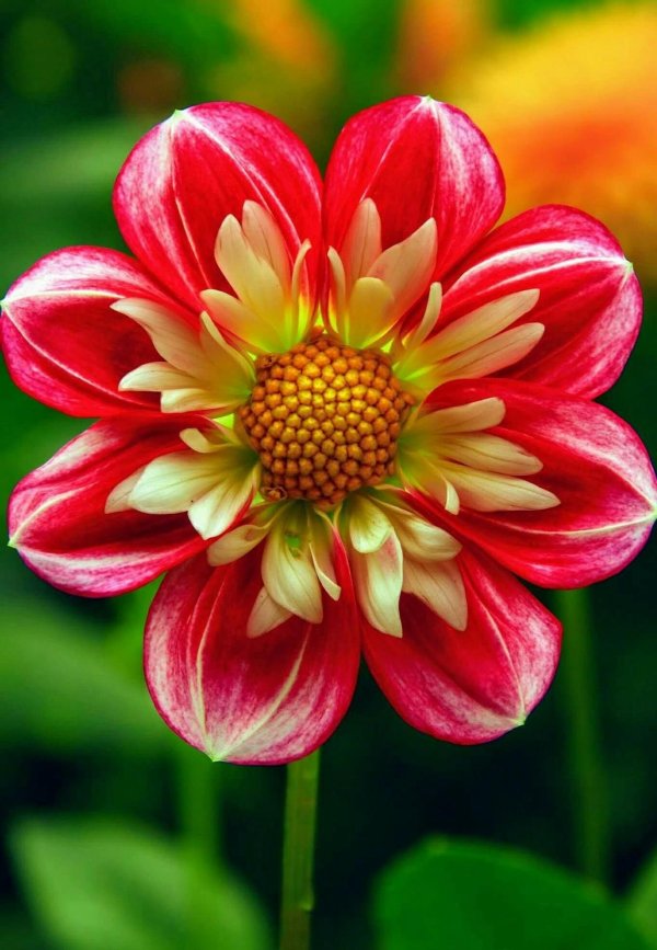 dahlia flower