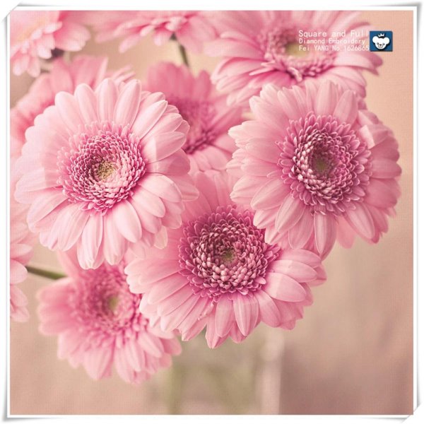 маргаритка гербер