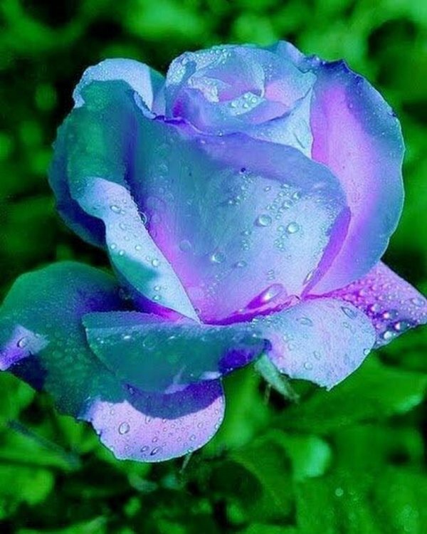 rose bleu