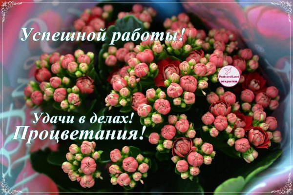 каланхоэ каландива