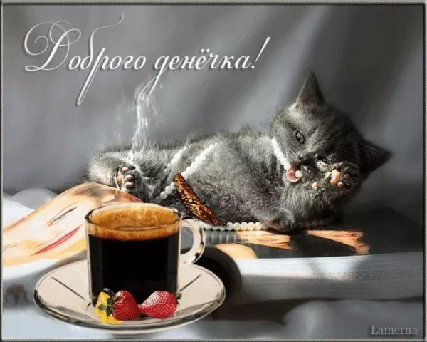 доброе утро хорошего дня с котиками