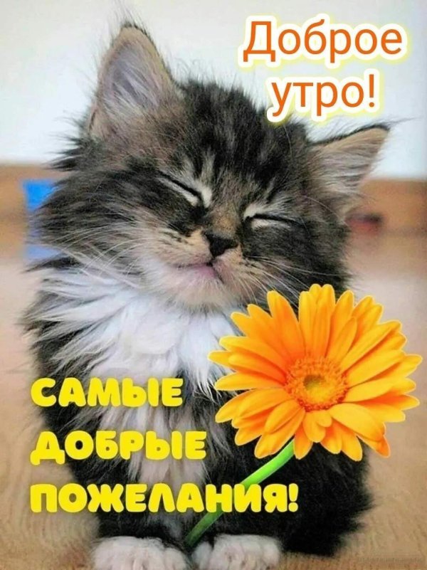 доброе утро добрые пожелания