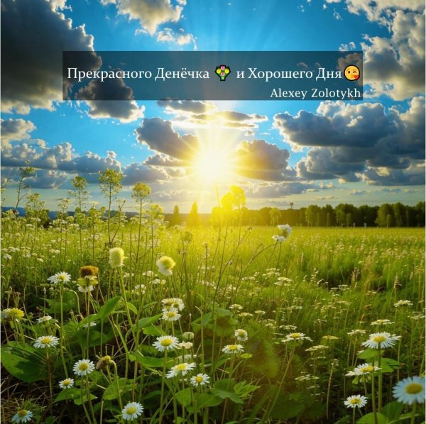 поле ромашек