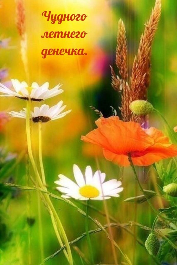 полевой цветок