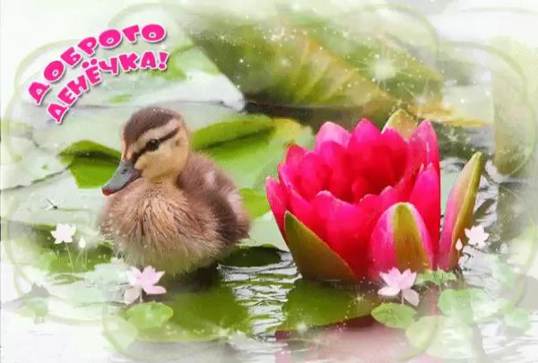 лотос живой