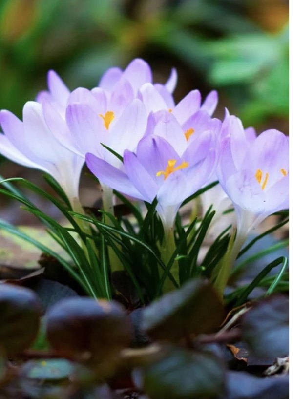 крокус растение