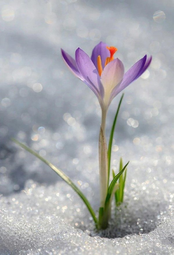 первоцветы крокусы