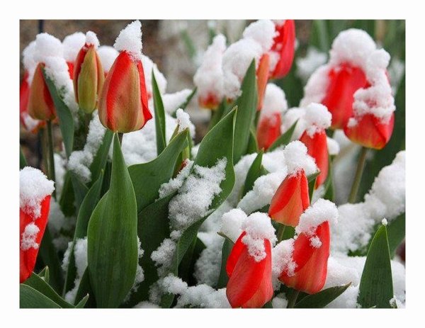 зимние тюльпаны