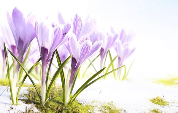 первоцветы крокусы