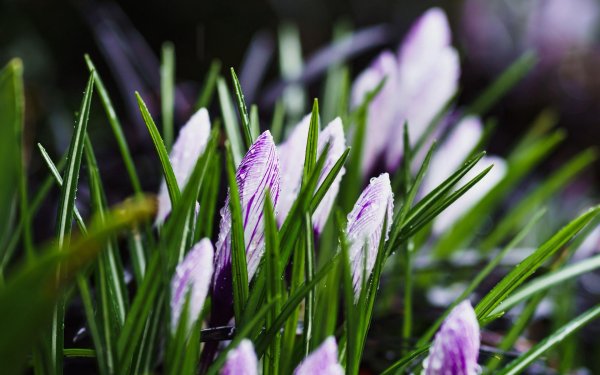 весна цветы