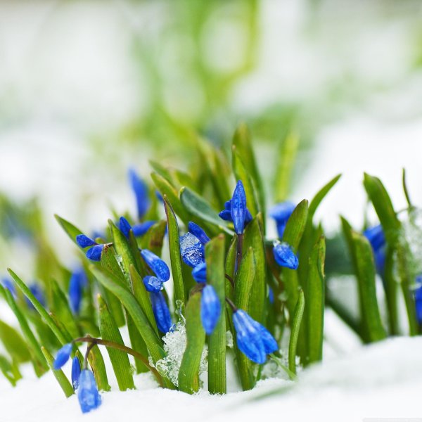 голубой подснежник