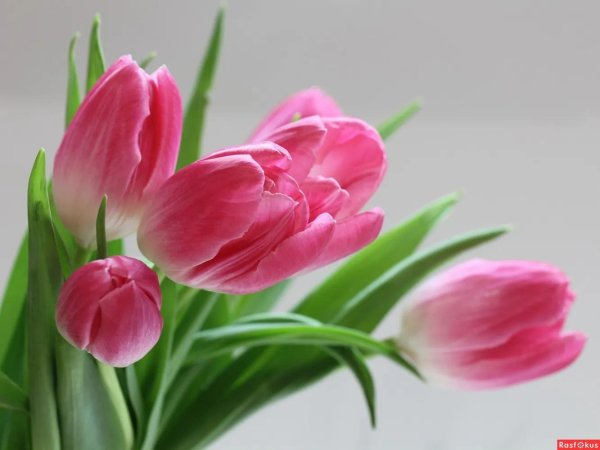 цветок тюльпан