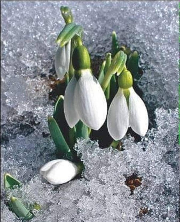 подснежники ранние