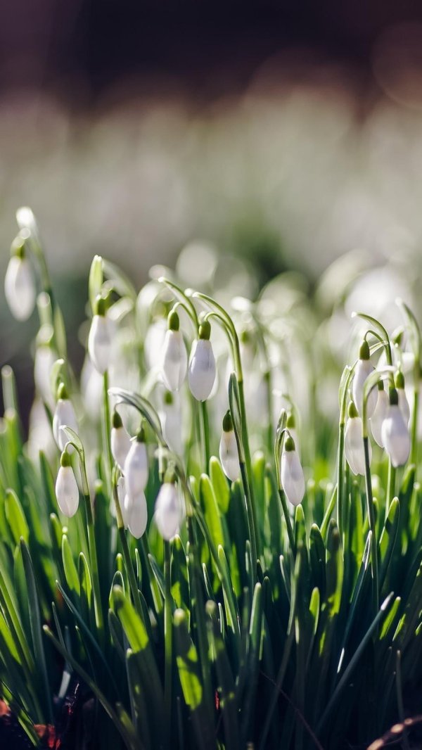 подснежник узколистный