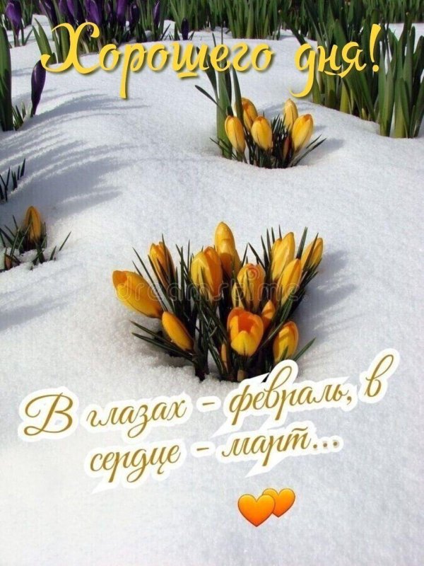 подснежник желтый