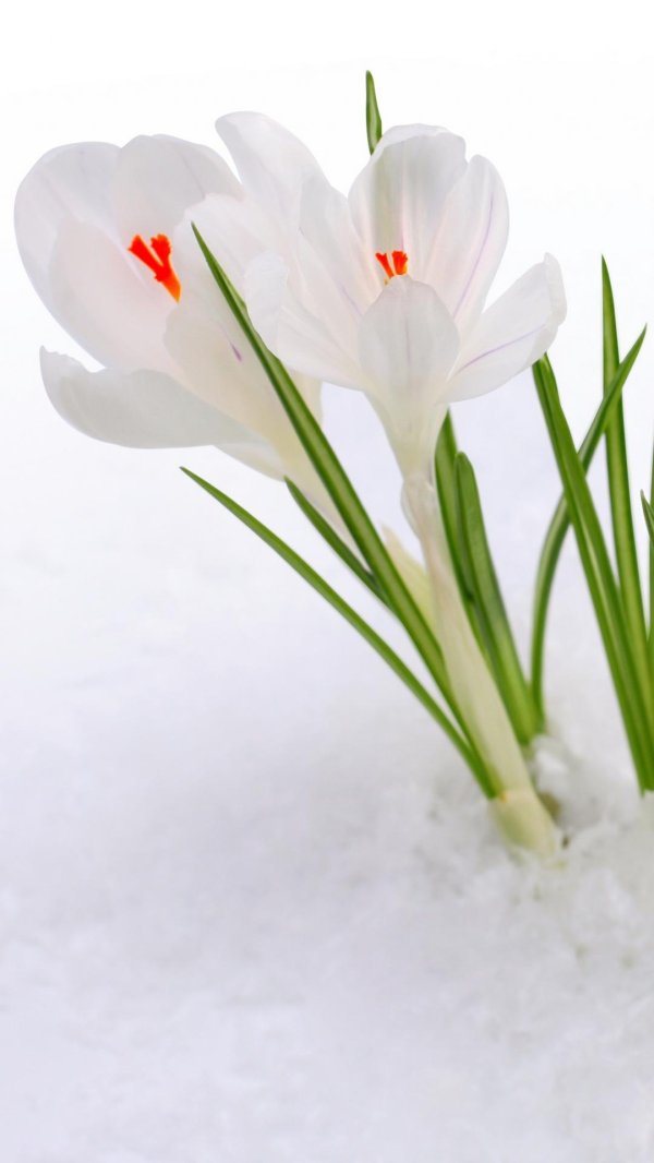 крокус белый