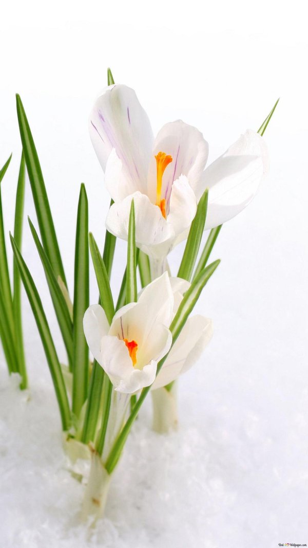 крокус белый