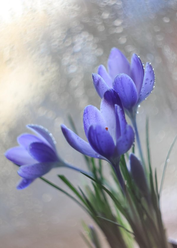 дыхание весны