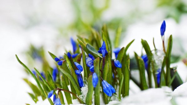 голубой подснежник