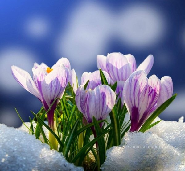 с наступлением весны