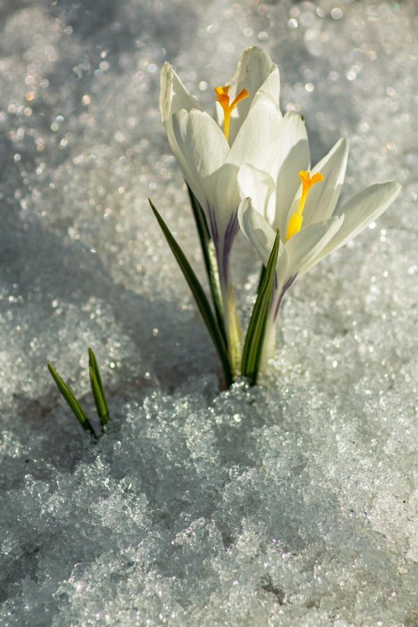 подснежники эдельвейсы