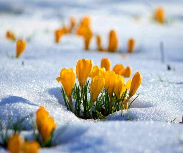 пробуждение весны