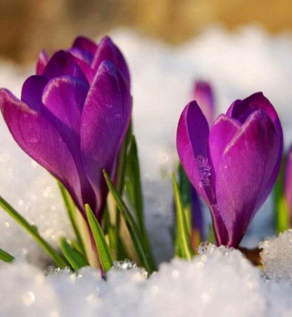 весенние крокусы