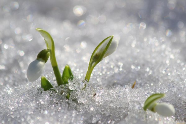 ранняя весна