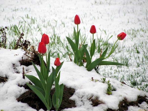 тюльпаны зимой