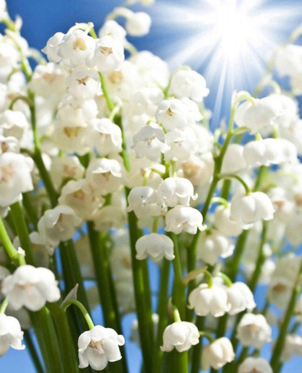 майские ландыши