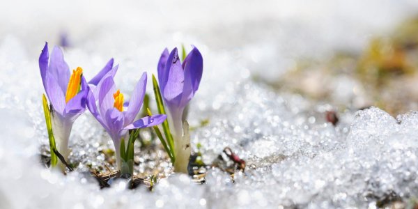 первоцветы пролеска снег