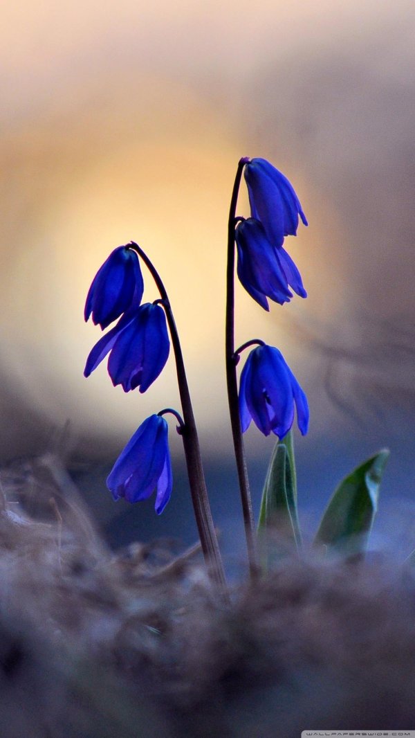 пролеска сибирская