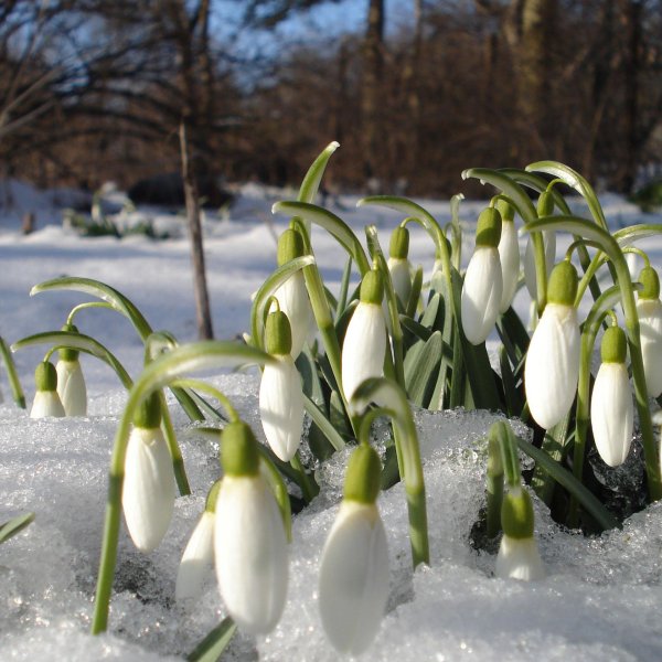 весна подснежник