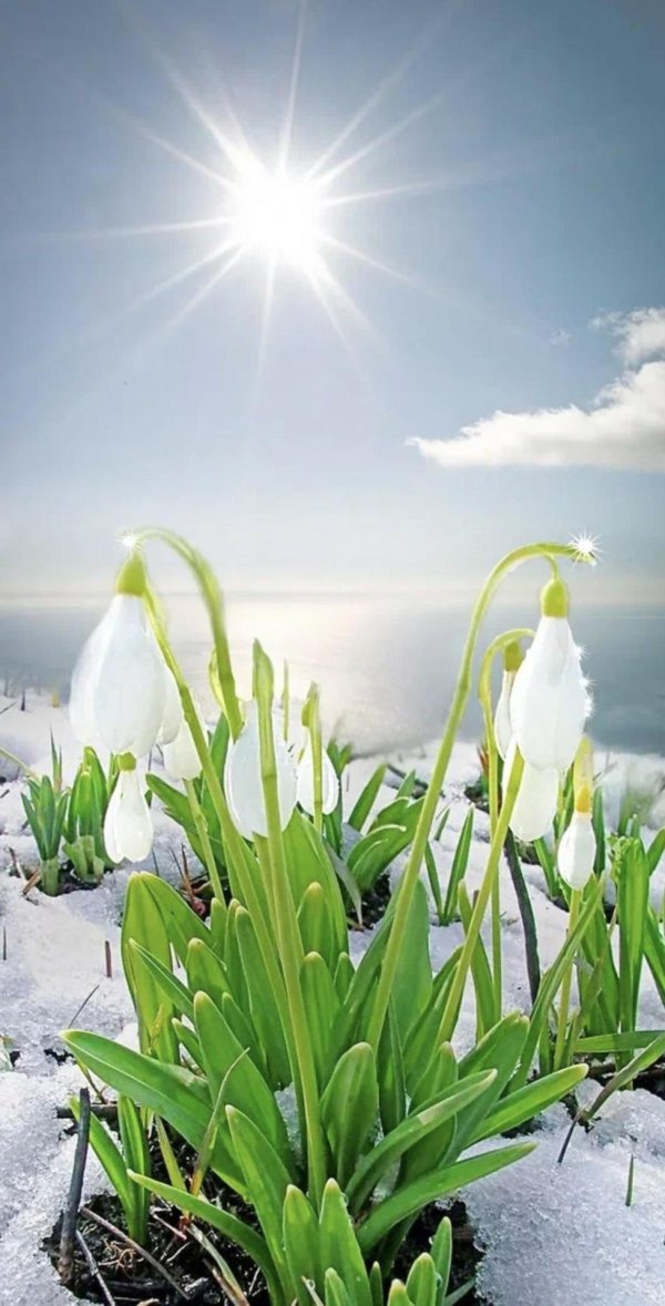 доброе утро ранней весной