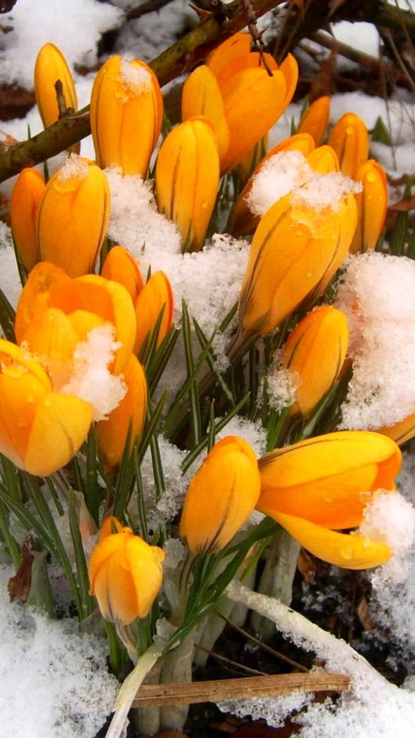 крокус желтый