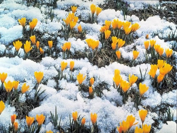 байчечекей гулу