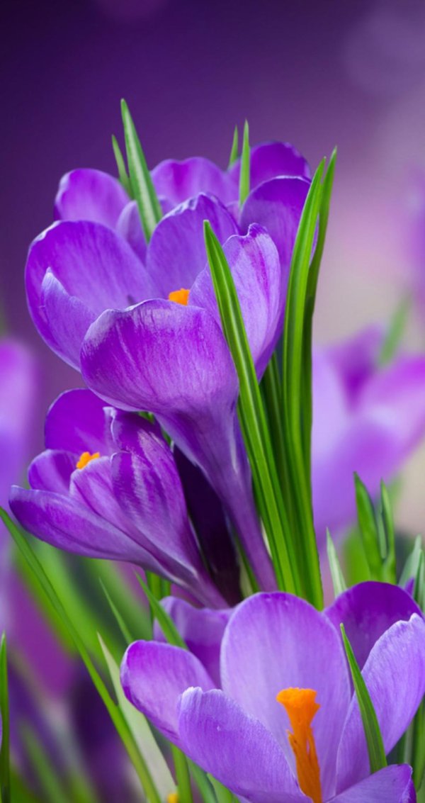 первоцвет сиреневый крокус