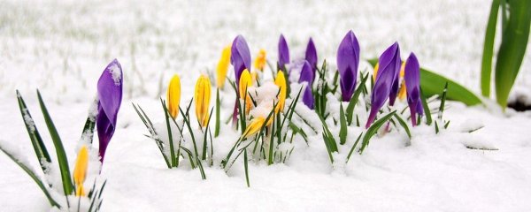 крокусы первоцветы