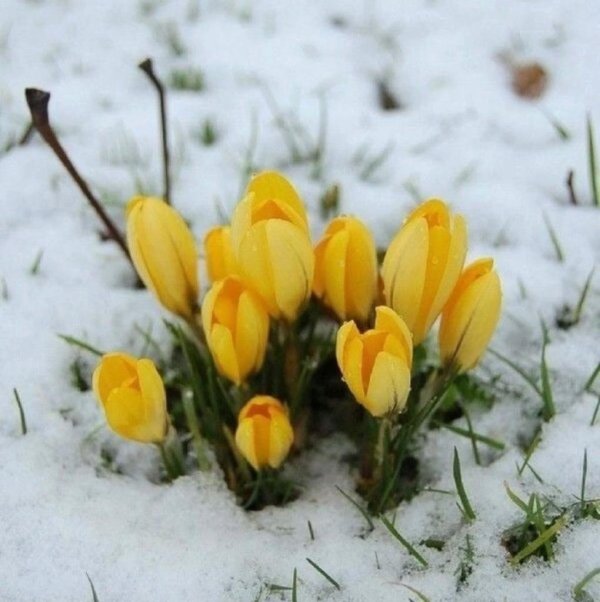 желтый подснежник