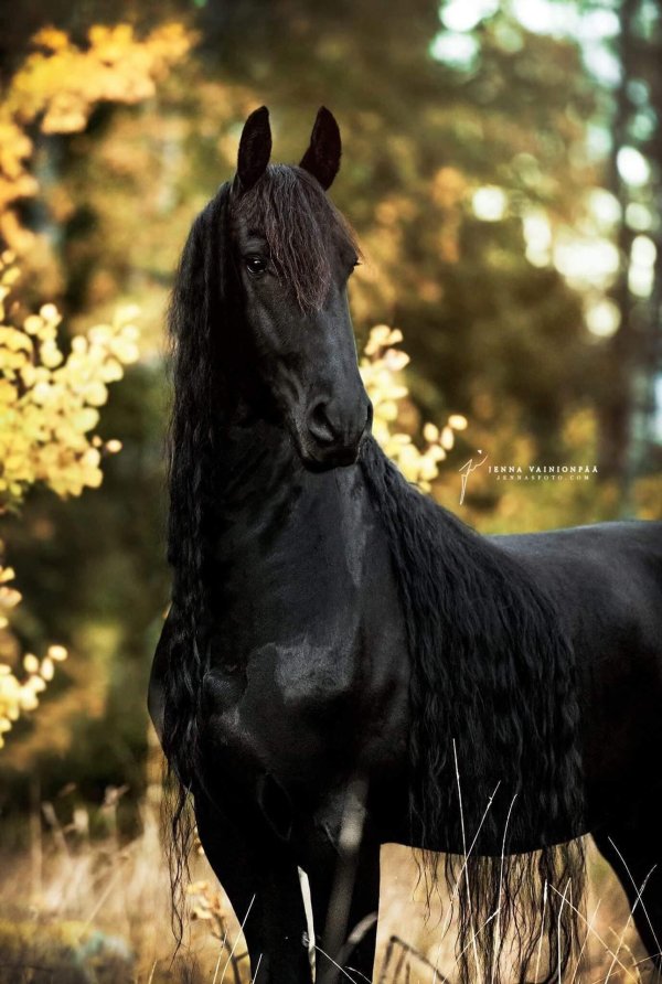 фризский жеребец фридрих великий