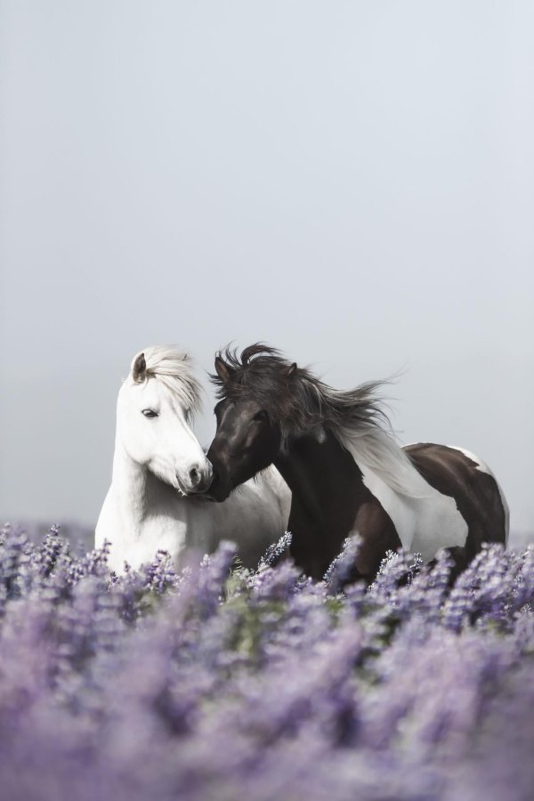 фотографии лошадей