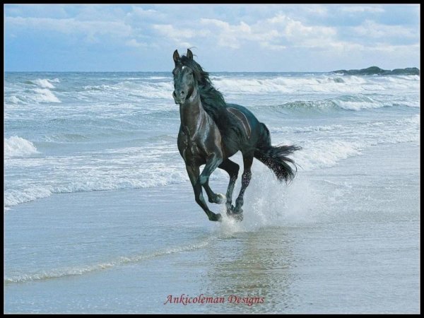 лошади красивые