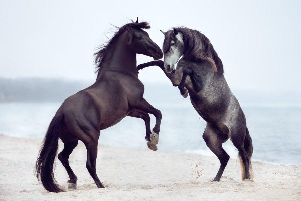 спартако ломбардо лошади