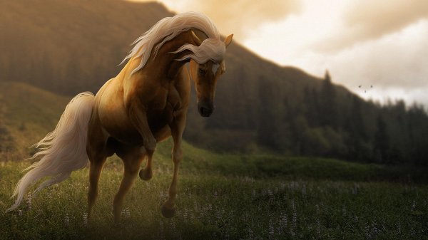 красивые кони