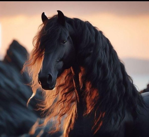 лошади черные