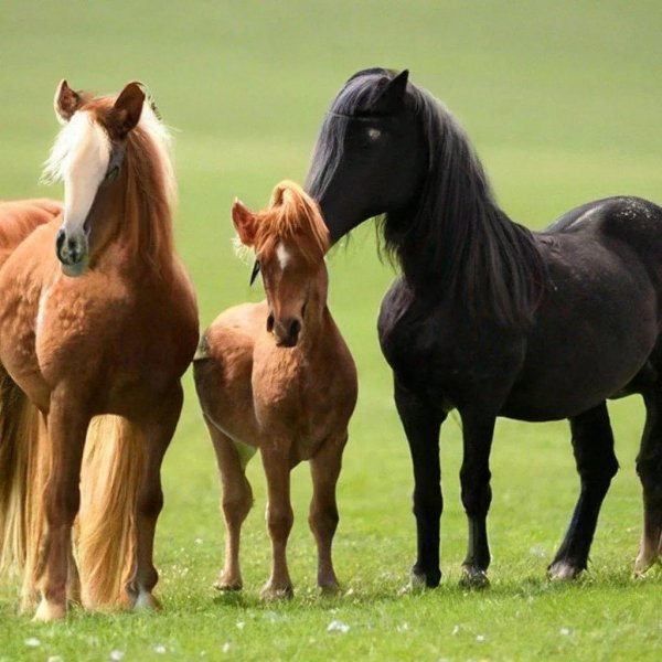 пони лошадки