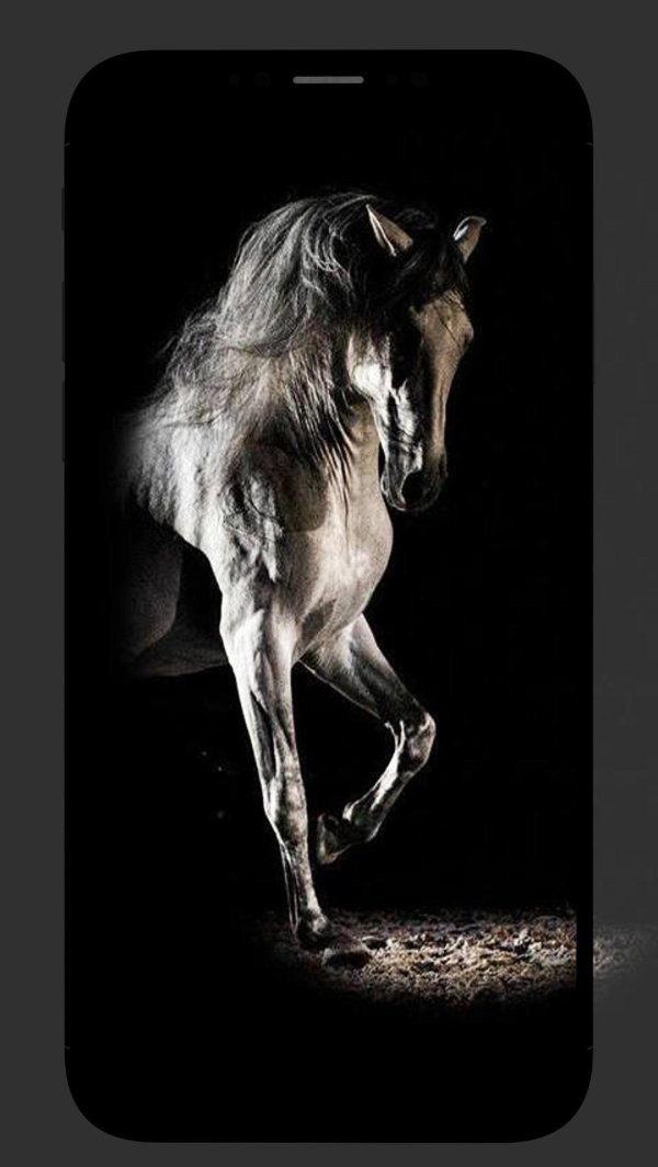 лошадь андалузская