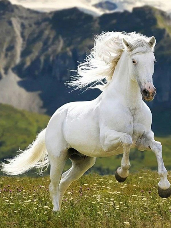 лошади красивые