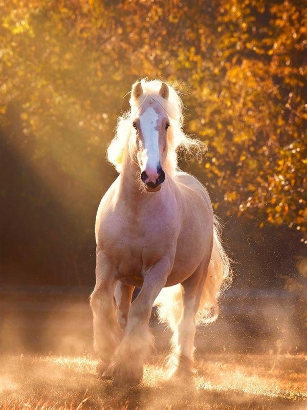 шайр альбинос