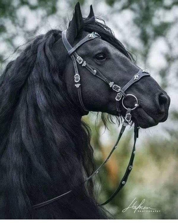 фризская порода лошадей вороная